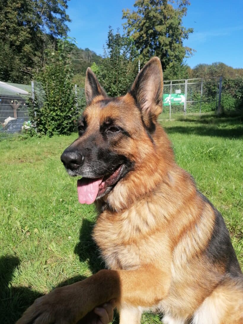 Deutscher Schäferhund Samy