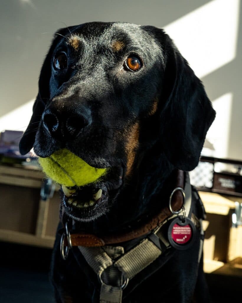 Luca - Deutscher Schäferhund - Bild 3