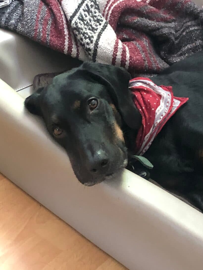 Luca - Deutscher Schäferhund - Bild 15