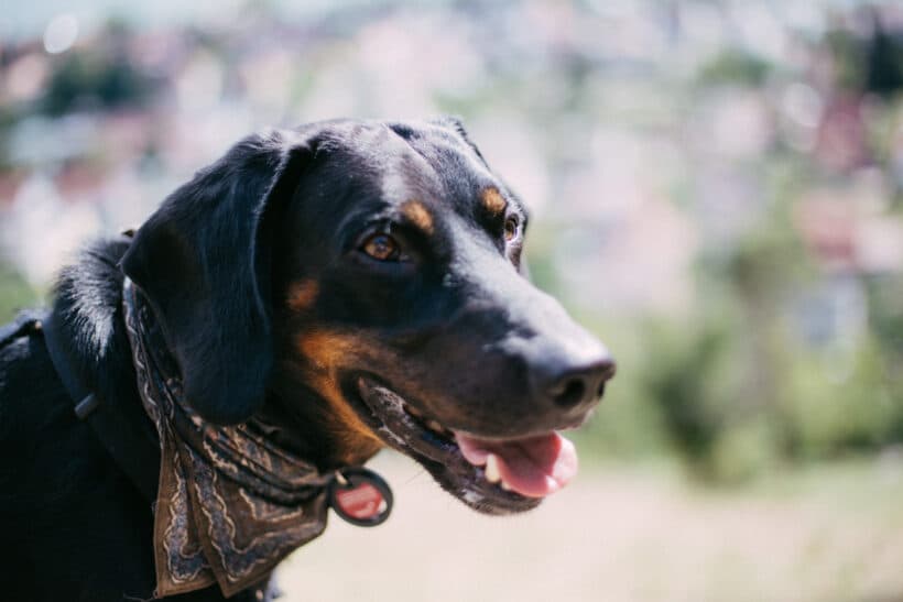 Deutscher Schäferhund-Mix Luca