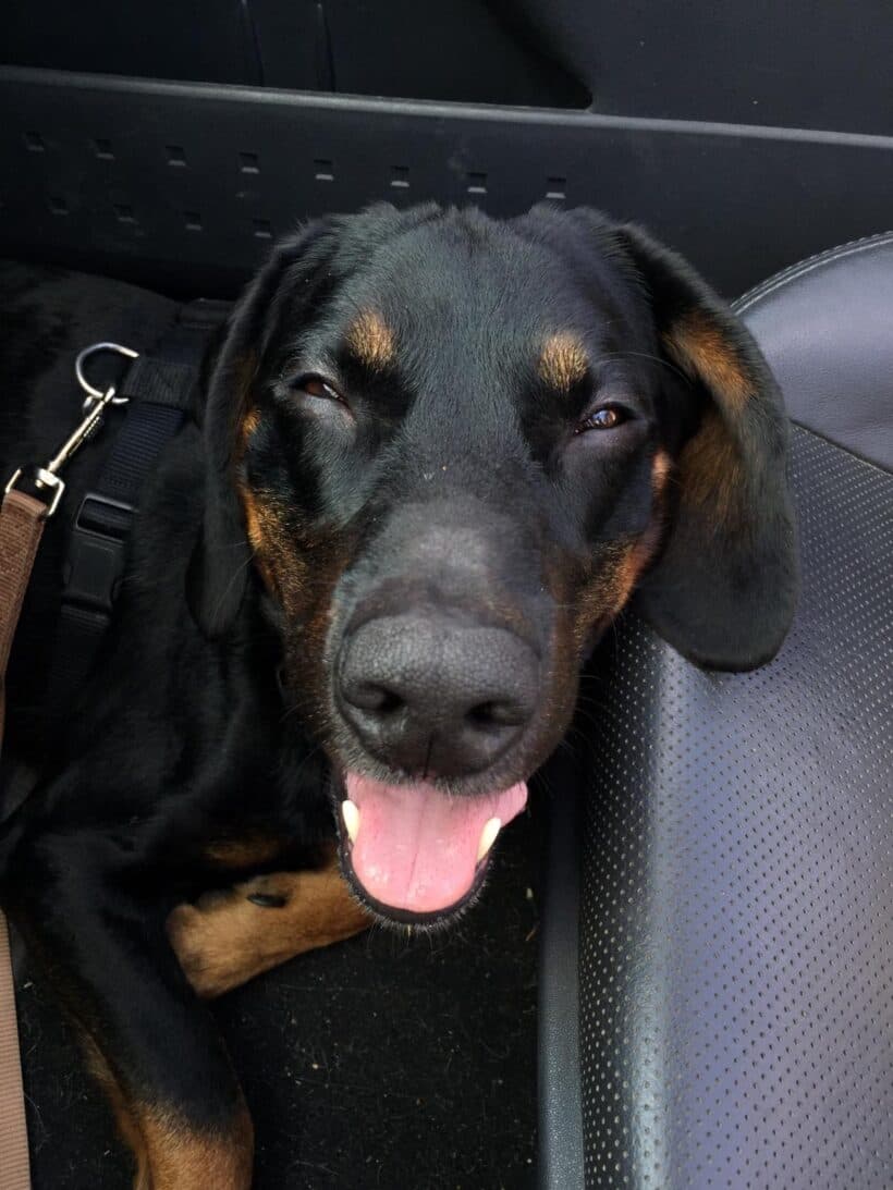 Luca - Deutscher Schäferhund - Bild 9