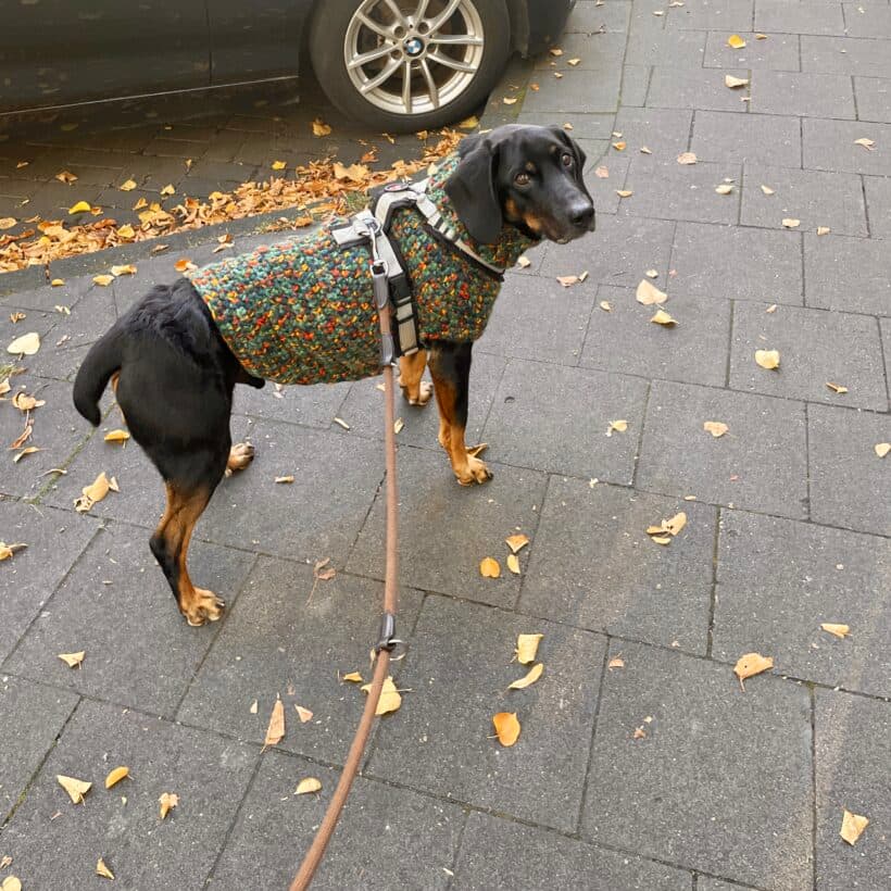 Luca - Deutscher Schäferhund - Bild 2