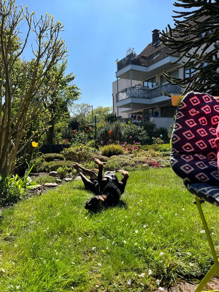 Luca - Deutscher Schäferhund - Bild 10