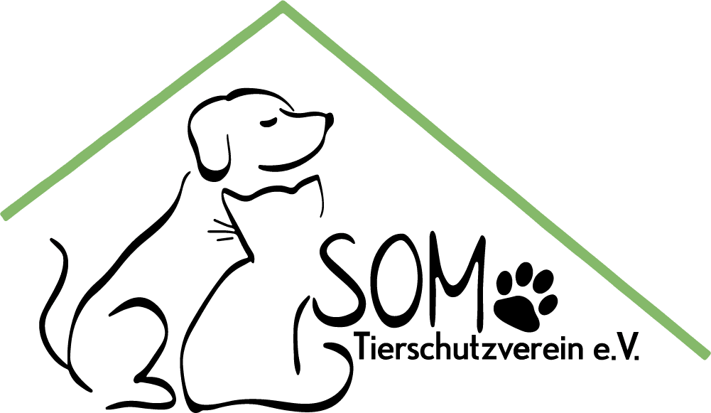 Tizian - Deutscher Schäferhund - Bild 4