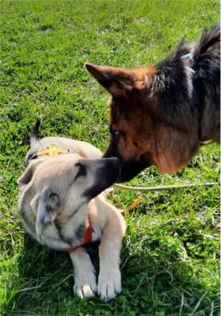 Tizian - Deutscher Schäferhund - Bild 6