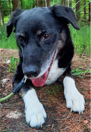 Sammy - Border Collie - Bild 4