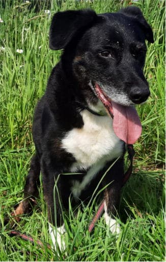 Sammy - Border Collie - Bild 6