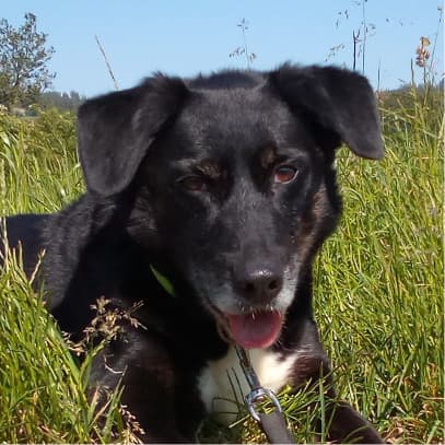 Border Collie-Mix Sammy