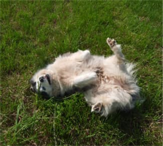 Smilla - Alaskan Malamute - Bild 4
