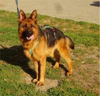 Tizian - Deutscher Schäferhund - Bild 2