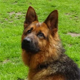 Tizian - Deutscher Schäferhund - Bild 5