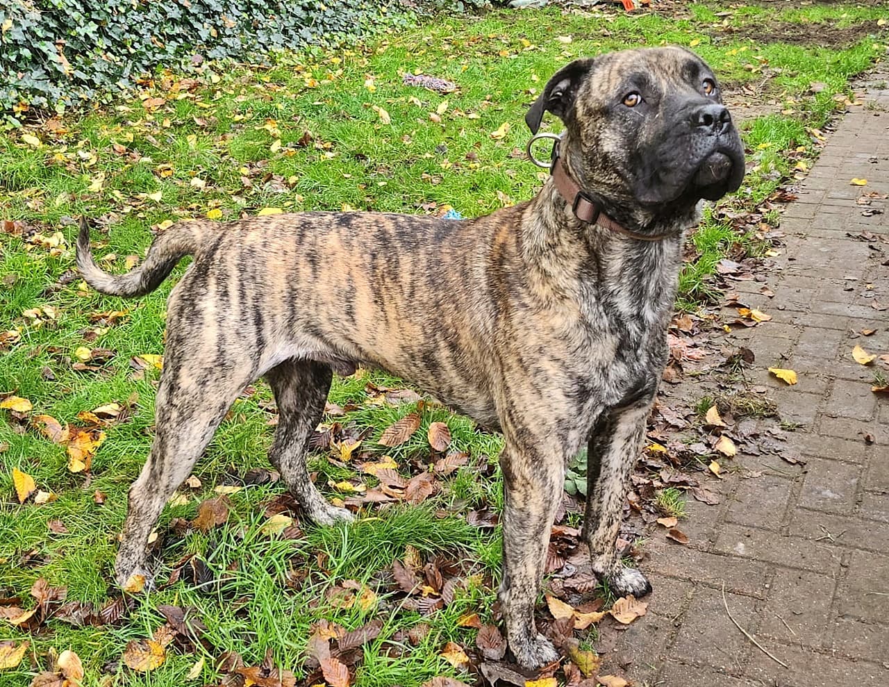 Knutschkugel baba - Deutsche Dogge - Bild 8