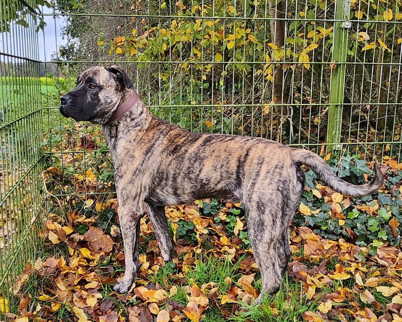 Knutschkugel baba - Deutsche Dogge - Bild 15