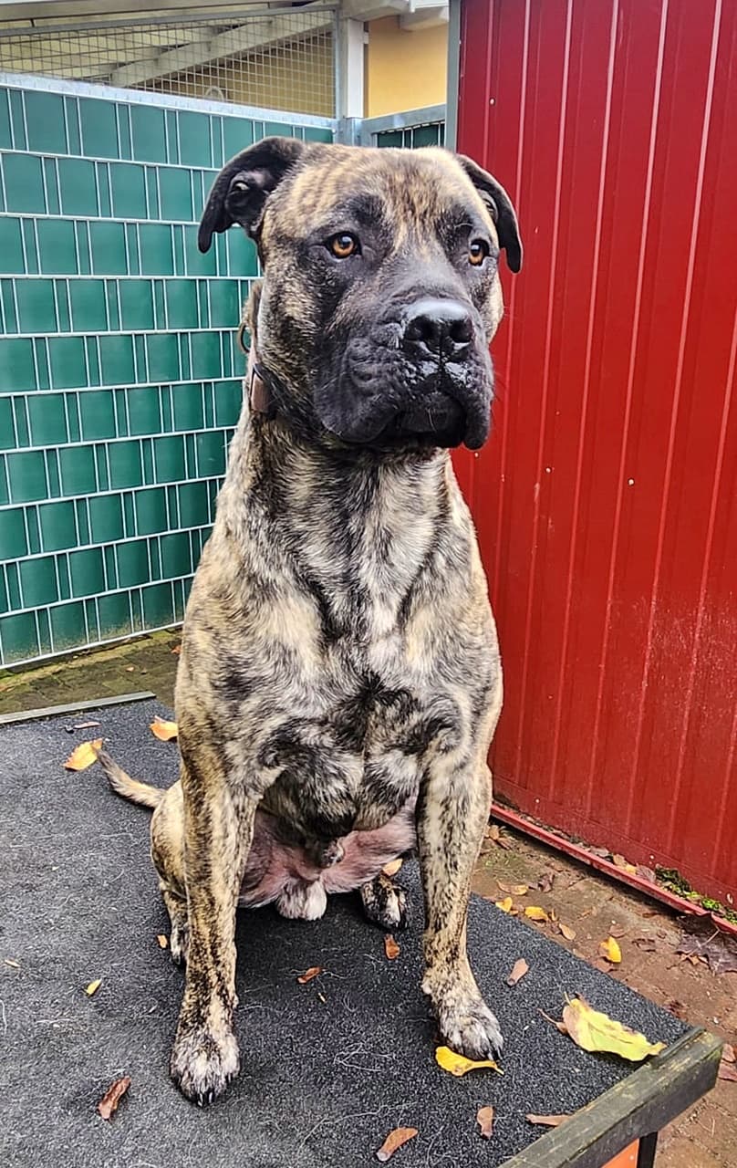 Knutschkugel baba - Deutsche Dogge - Bild 13