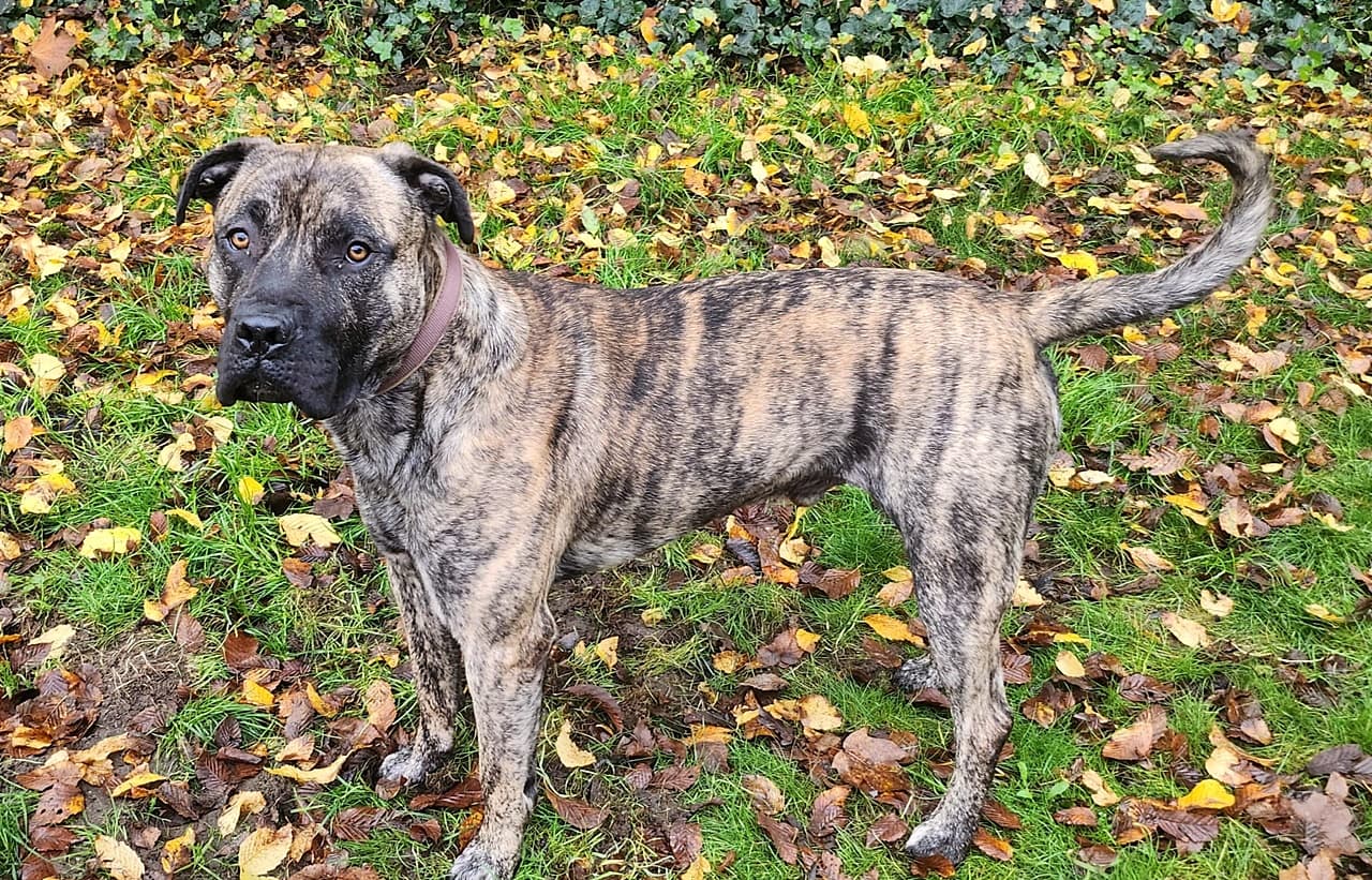 Knutschkugel baba - Deutsche Dogge - Bild 2