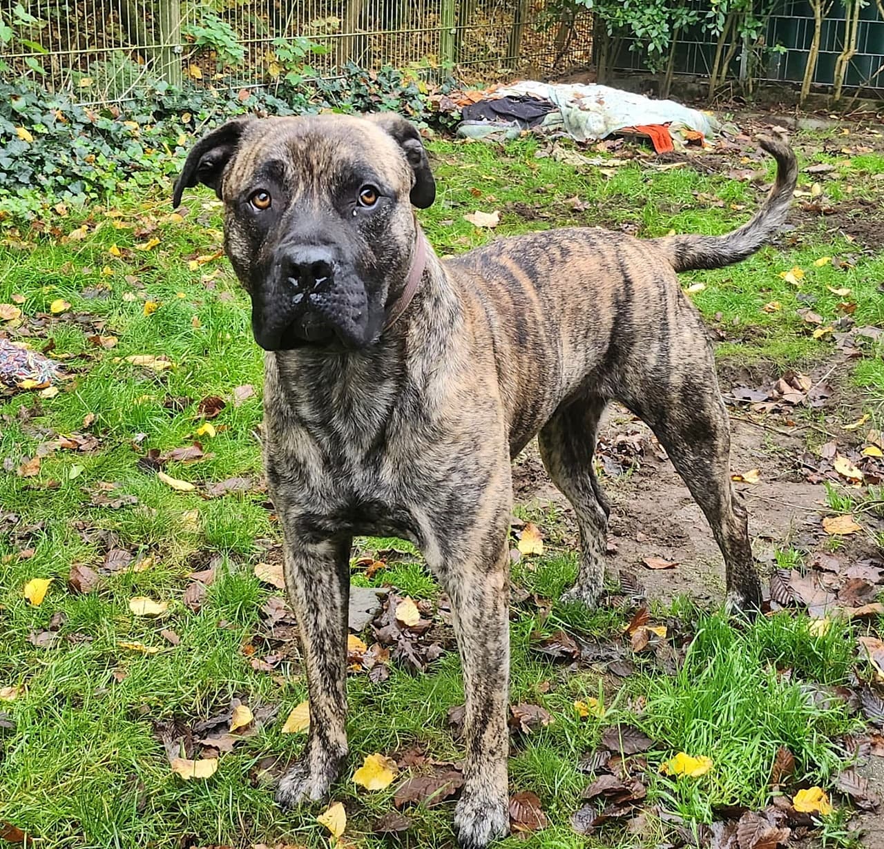 Knutschkugel baba - Deutsche Dogge - Bild 19