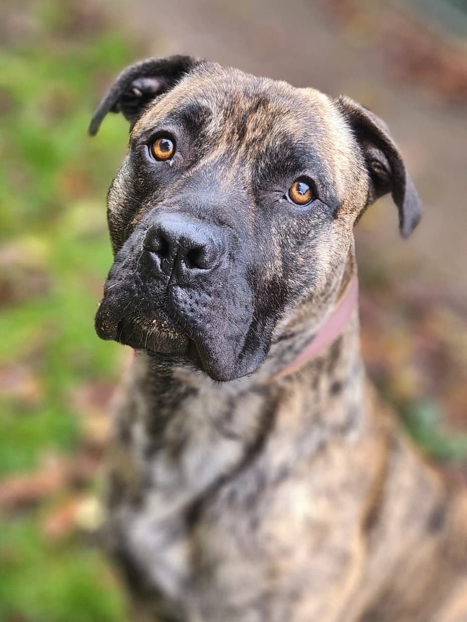 Knutschkugel baba - Deutsche Dogge - Bild 22