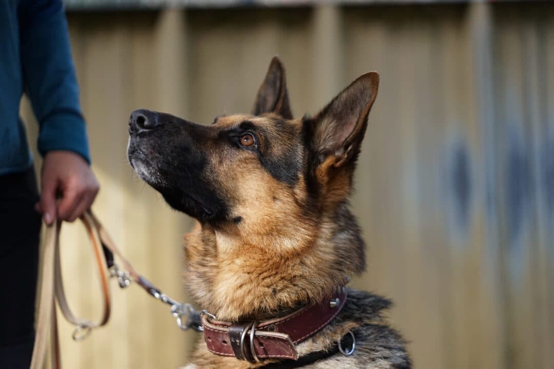 Kodi - Deutscher Schäferhund - Bild 3