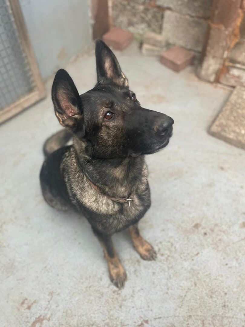 Yuma - Deutscher Schäferhund - Bild 4