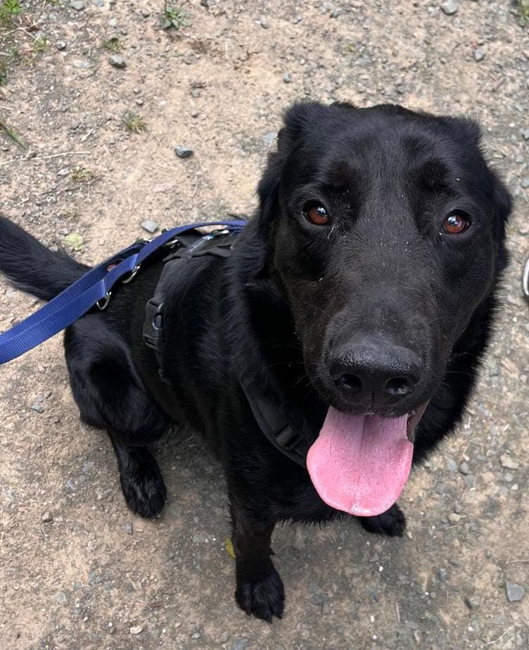 Nero - Labrador Retriever - Bild 3