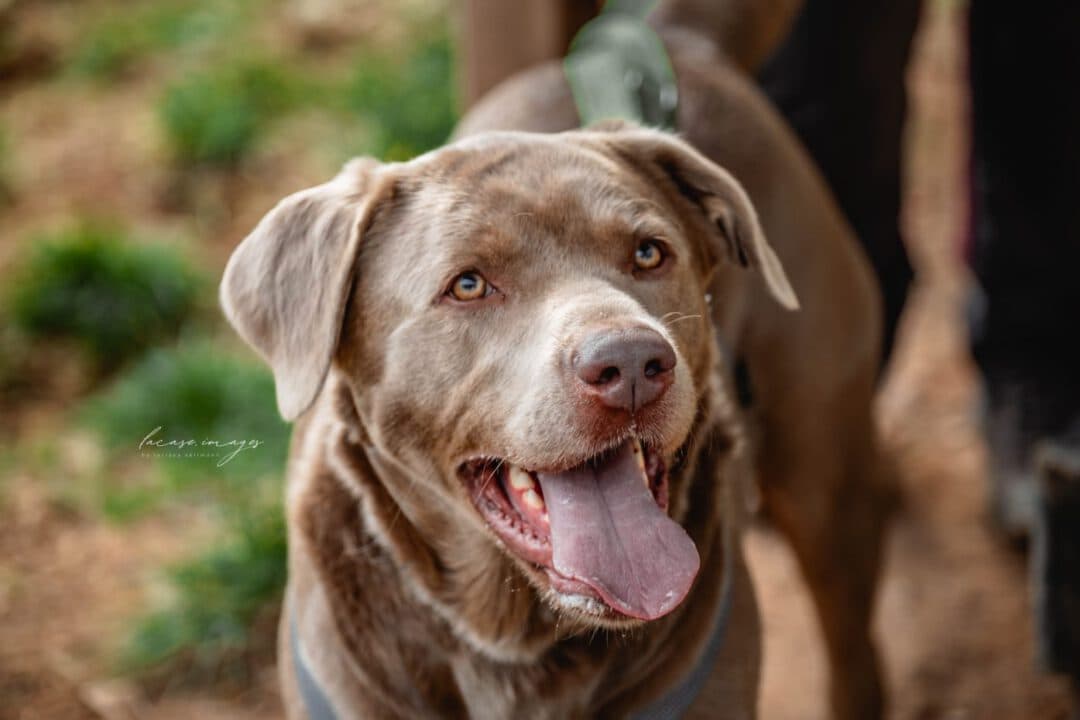 Jaro - Labrador Retriever - Bild 3