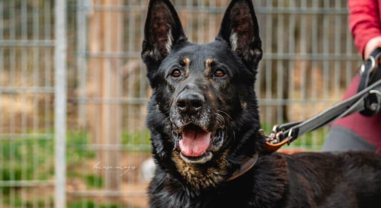 Deutscher Schäferhund Black