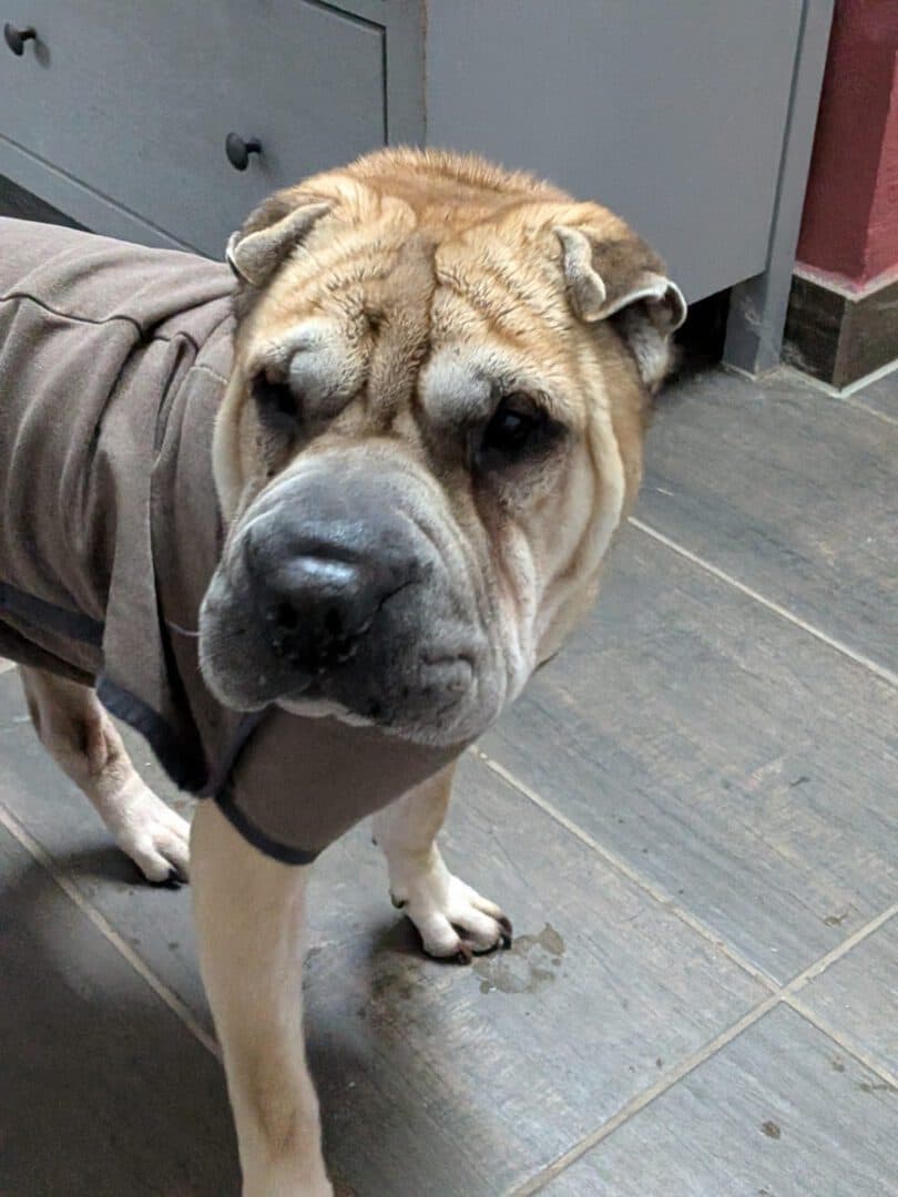 Choko - Shar-Pei - Bild 2