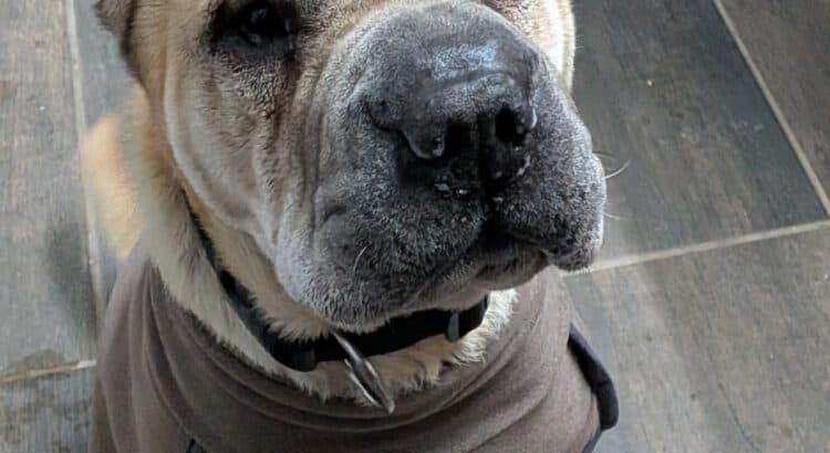 Shar-Pei Choko
