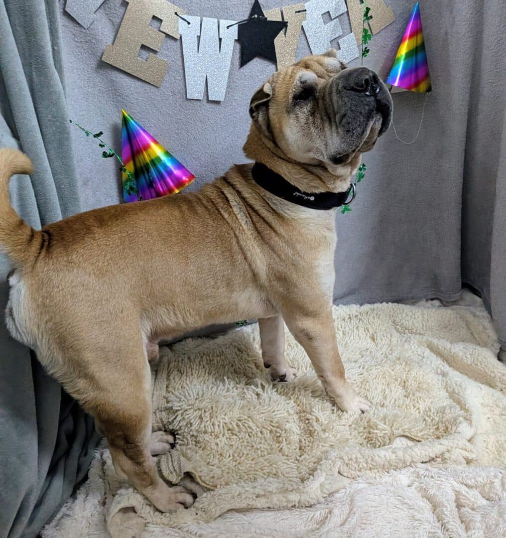 Choko - Shar-Pei - Bild 4