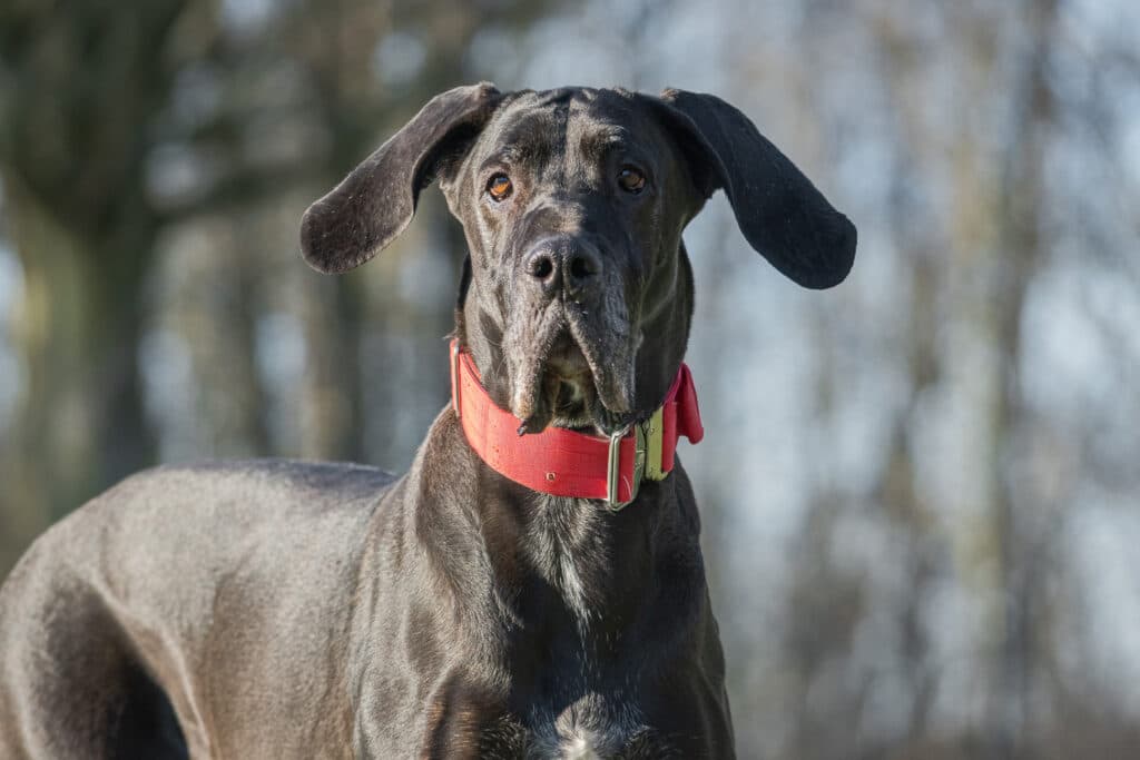 Dina - Deutsche Dogge - Bild 4