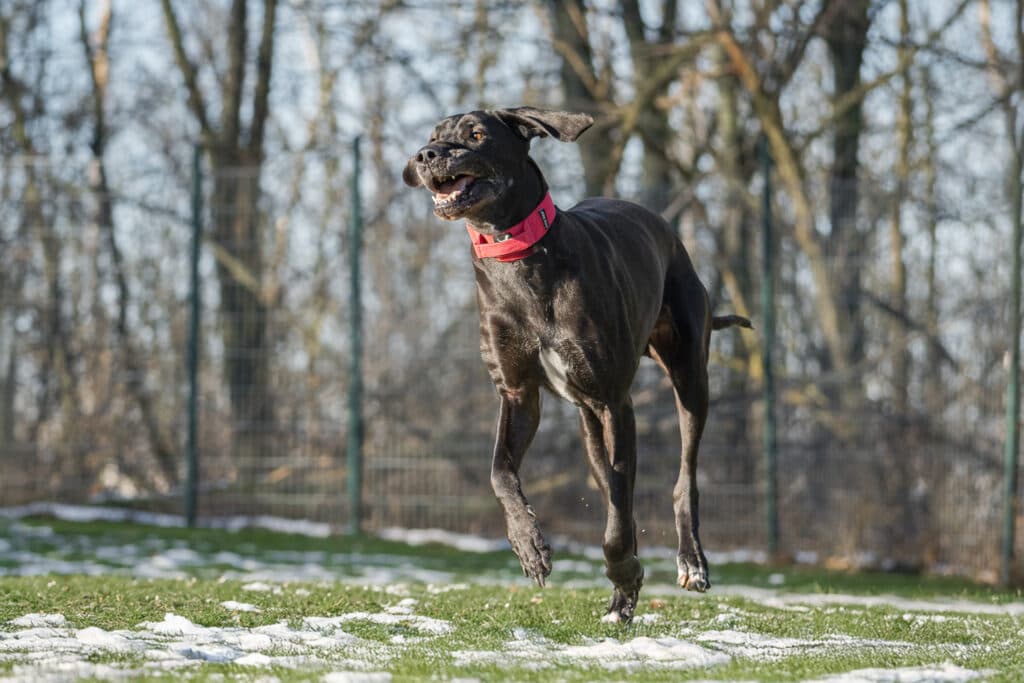 Dina - Deutsche Dogge - Bild 3