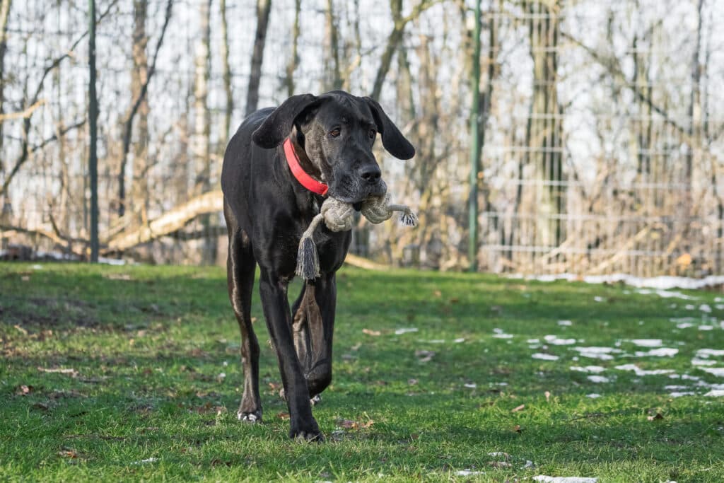 Dina - Deutsche Dogge - Bild 5