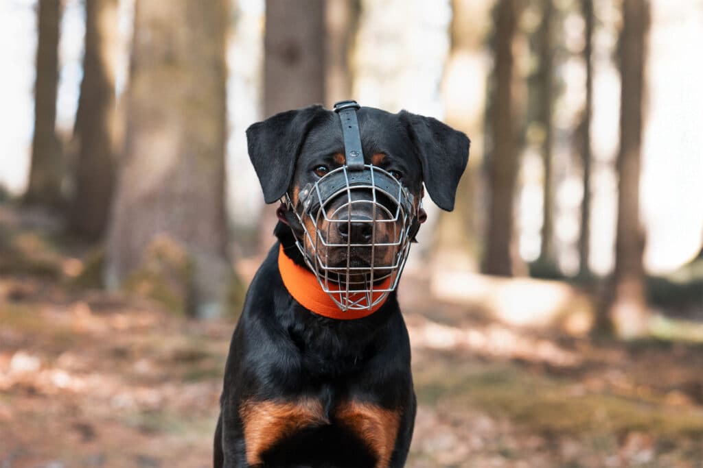 Rottweiler Maila