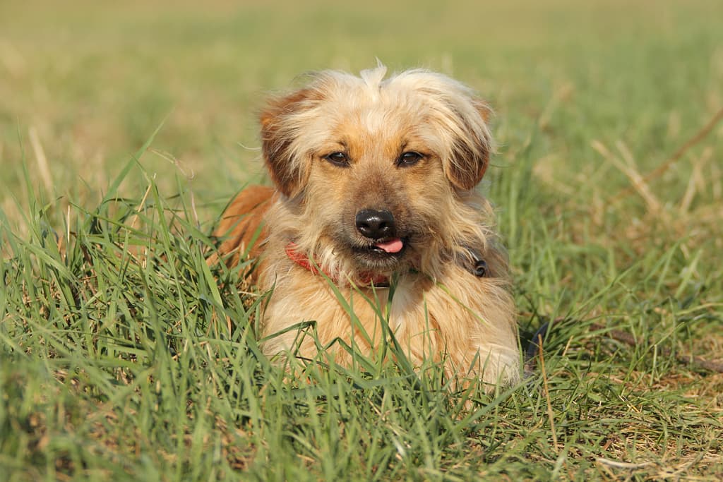 Mo - Dackel - Bild 6