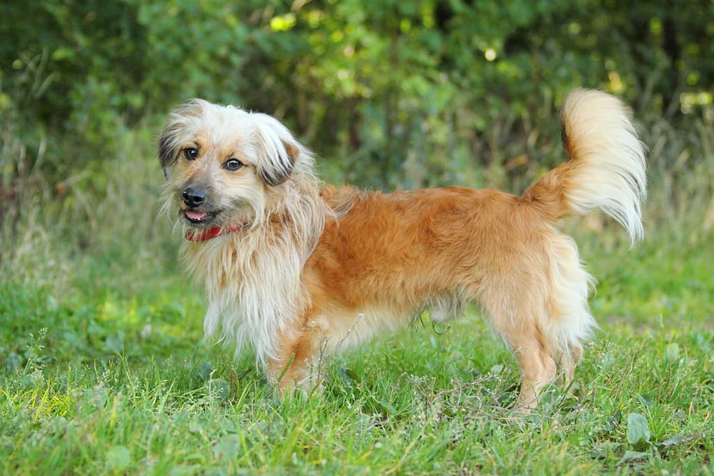 Mo - Dackel - Bild 4