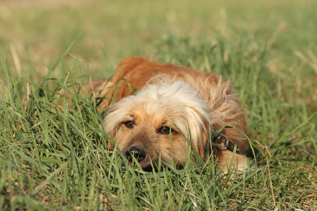 Mo - Dackel - Bild 3