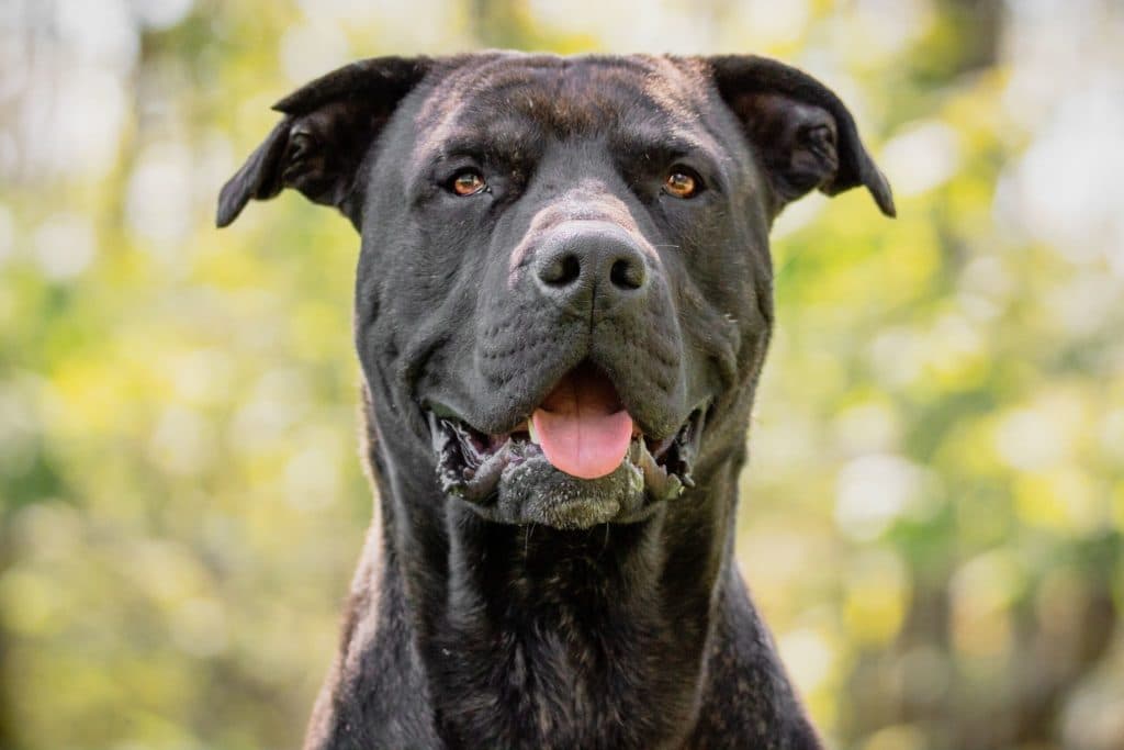 Bulli - Cane Corso Italiano - Bild 2