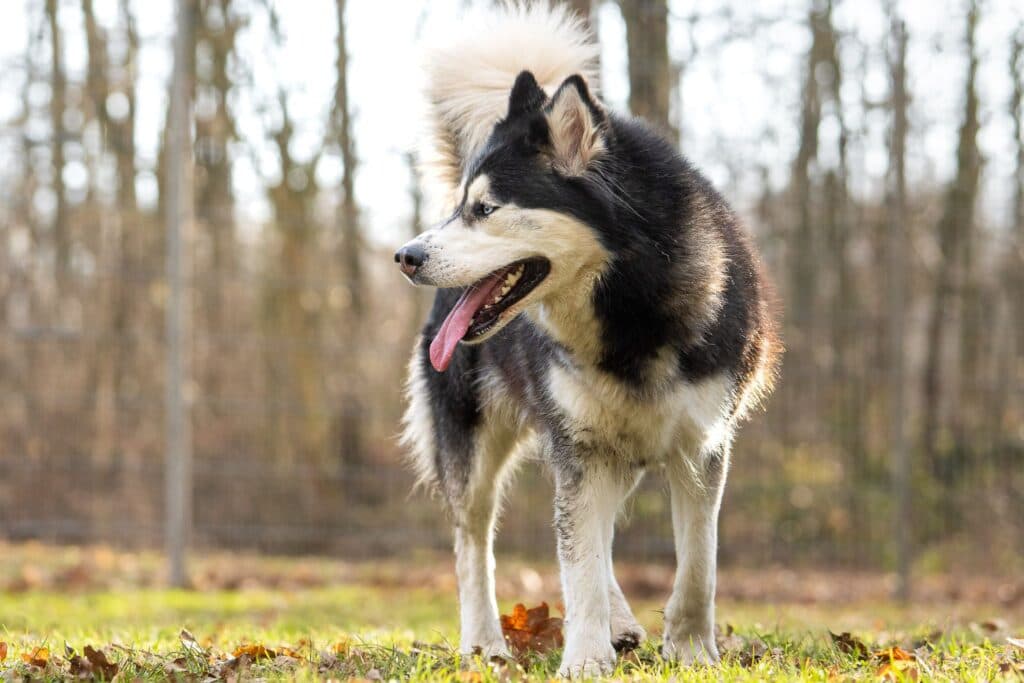 Alaskan Malamute-Mix Happy