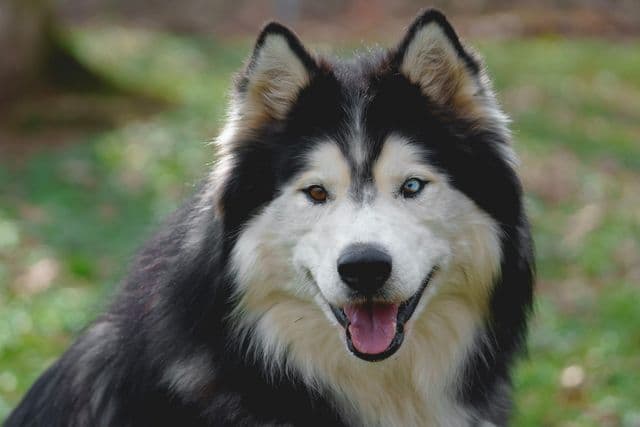 Alaskan Malamute-Mix Amour