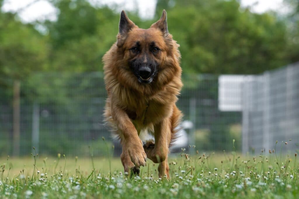 Bruno - Deutscher Schäferhund - Bild 4