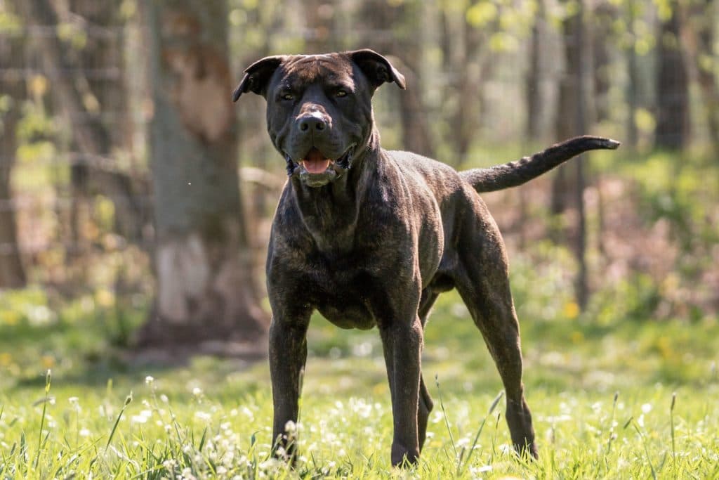 Cane Corso Italiano-Mix Bulli