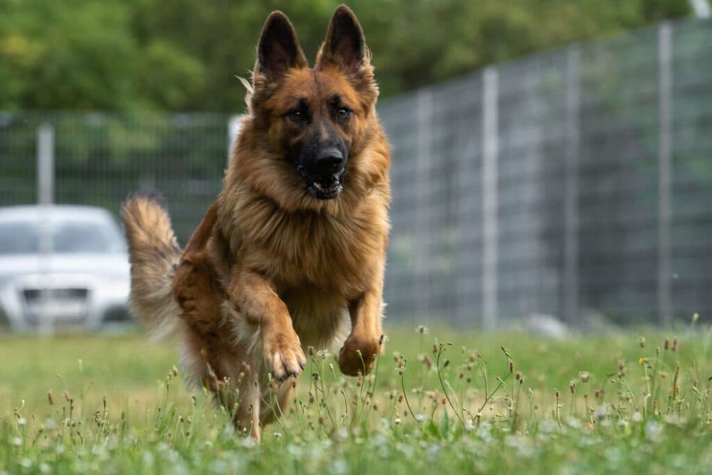 Deutscher Schäferhund-Mix Bruno