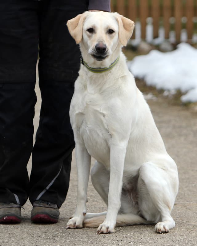 Nelly - Labrador Retriever - Bild 4