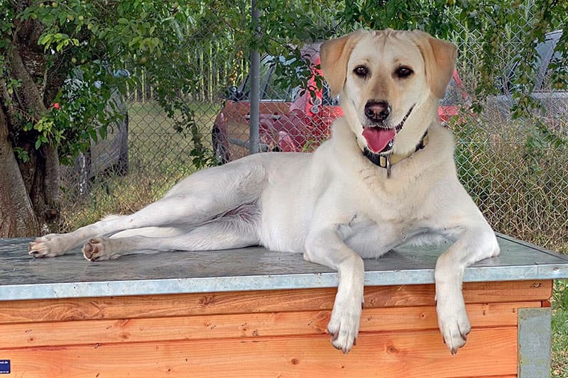 Labrador Retriever-Mix Nelly