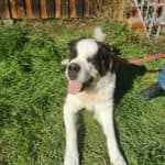 Marry-Lee - Bernhardiner - Bild 5