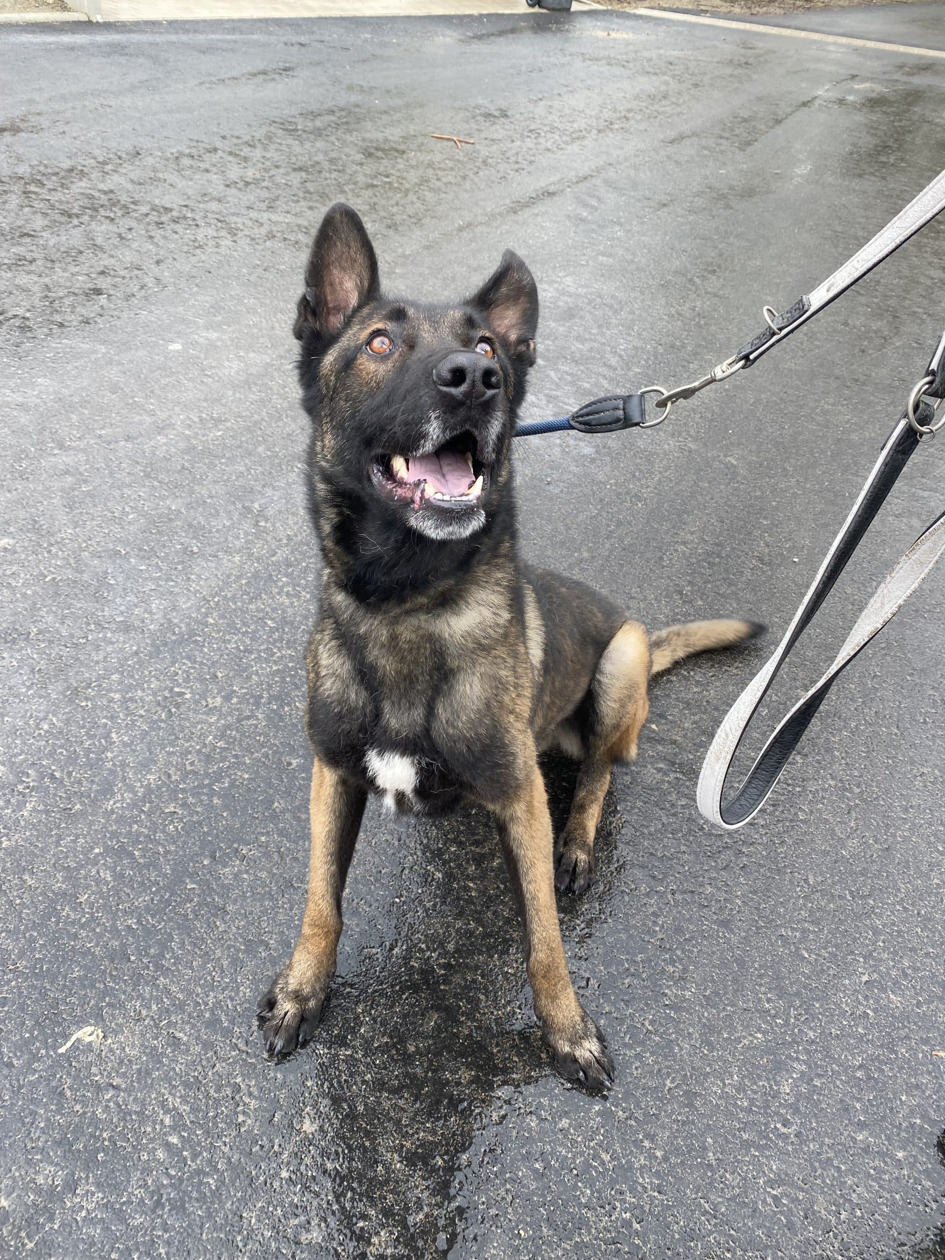 Vuki - Deutscher Schäferhund - Bild 4