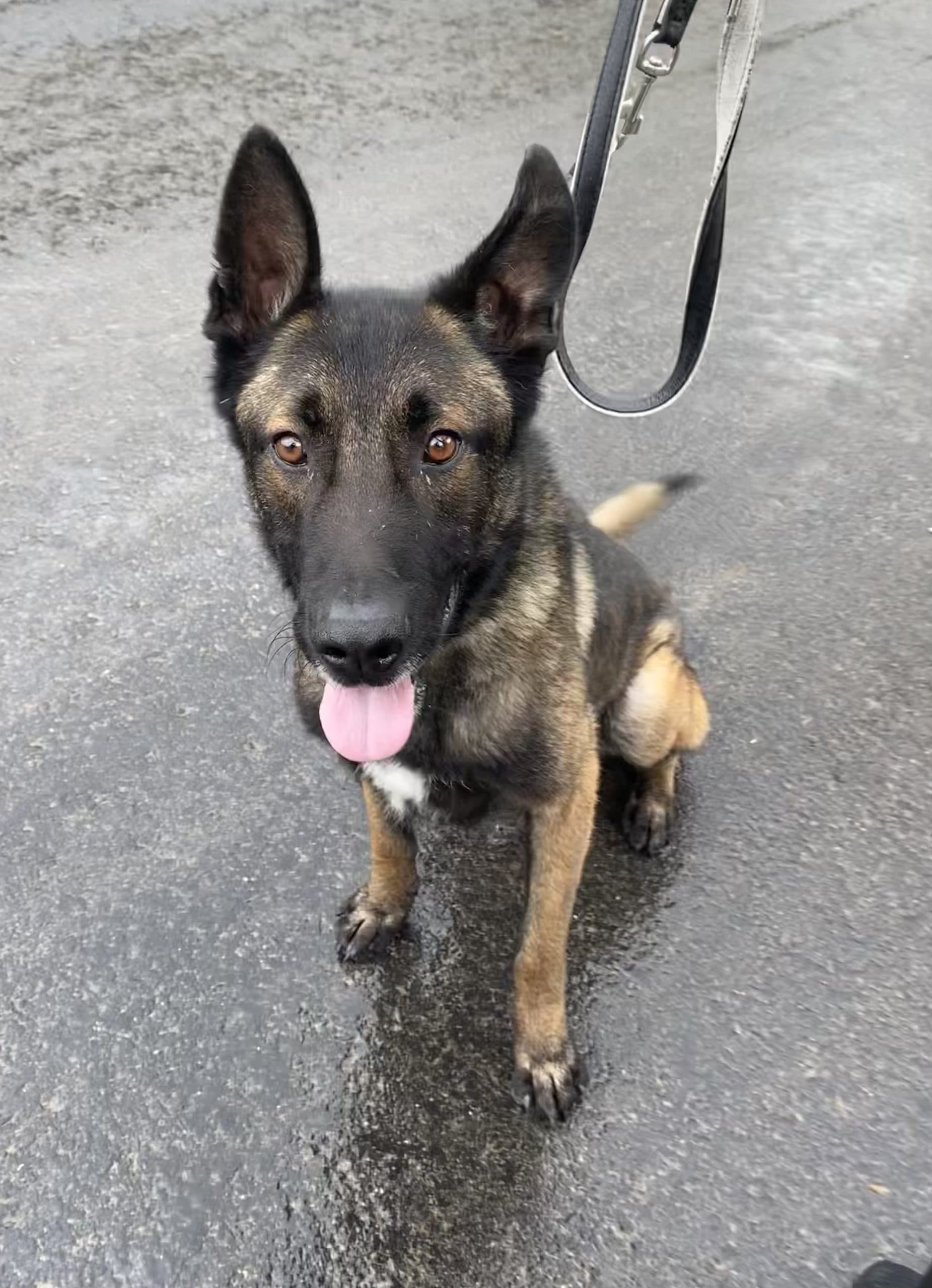 Vuki - Deutscher Schäferhund - Bild 5