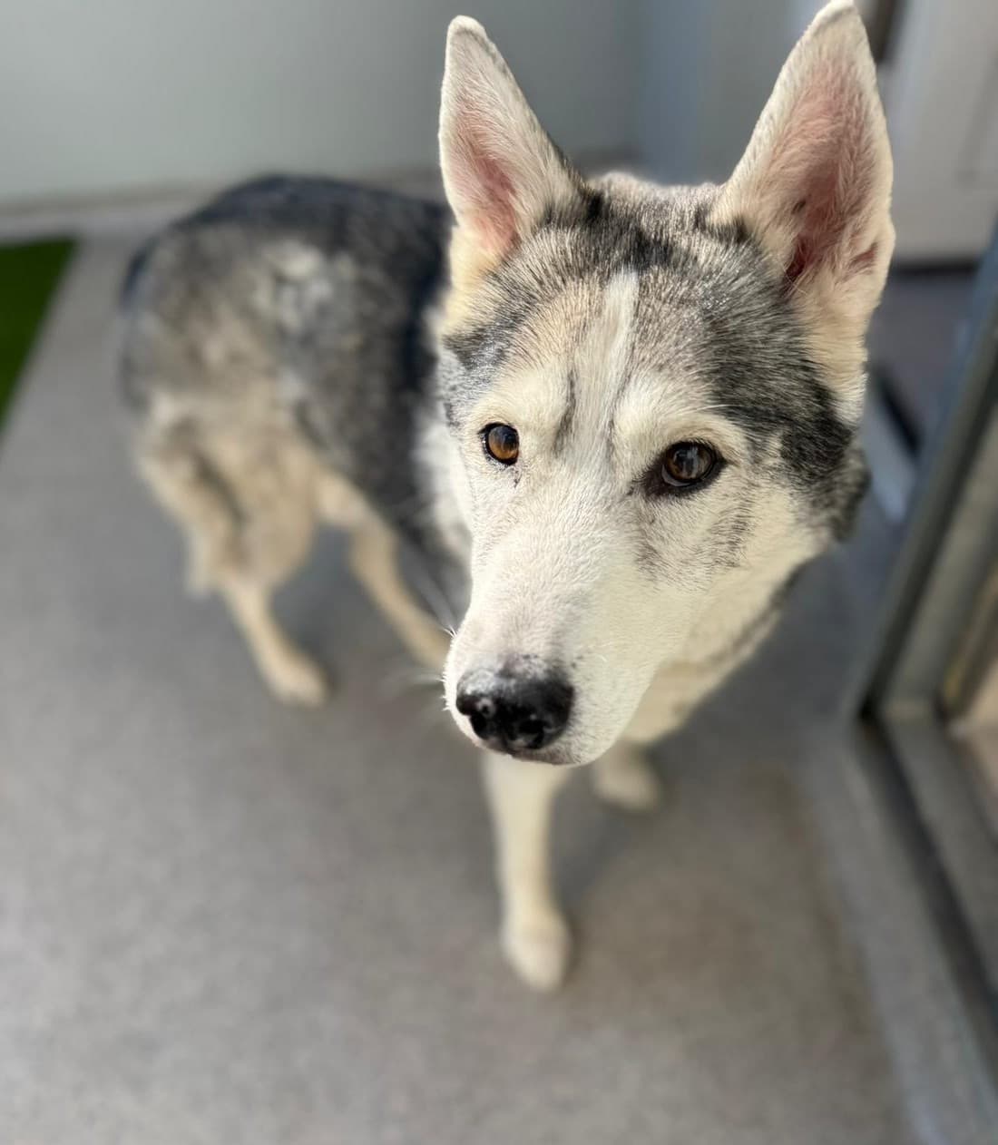 Nanuk - Siberian Husky - Bild 2