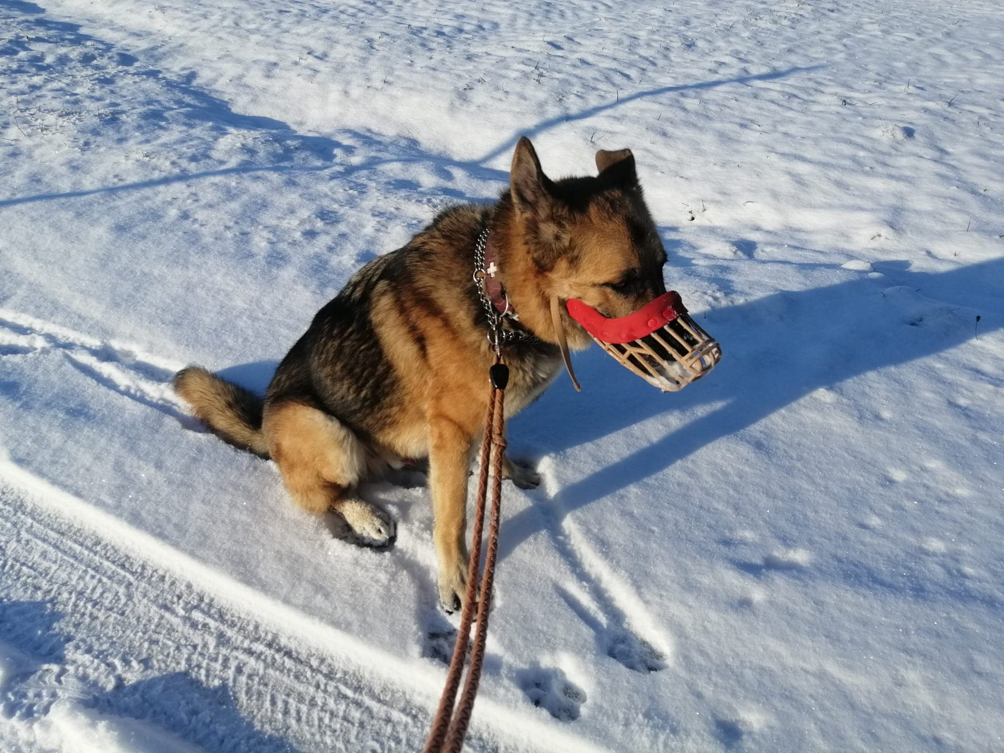 Lucky - Deutscher Schäferhund - Bild 3