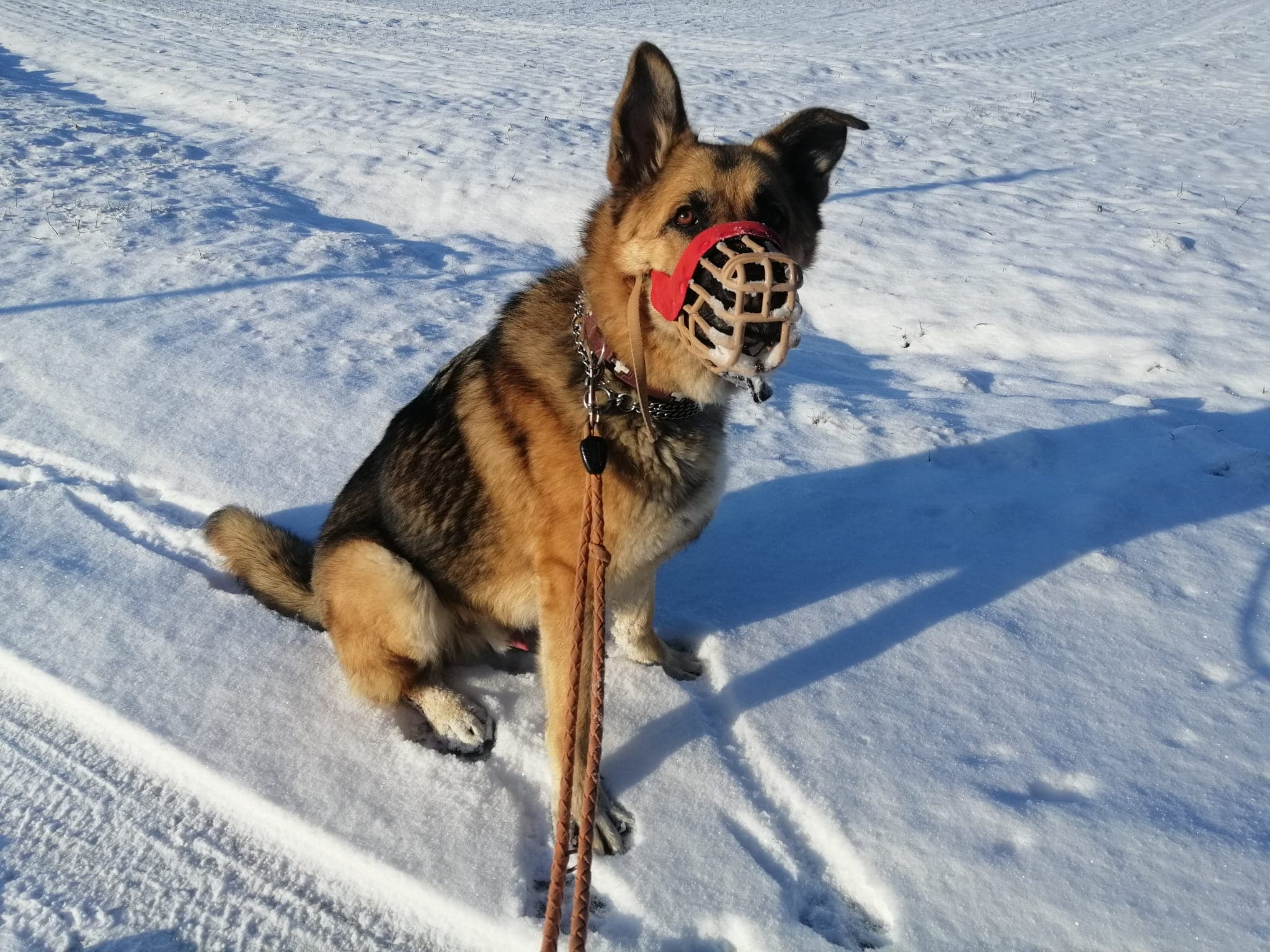 Lucky - Deutscher Schäferhund - Bild 4